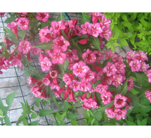 Вейгела гібридна Брістол Рубі (Weigela hybrida  "Bristol Rubi")
